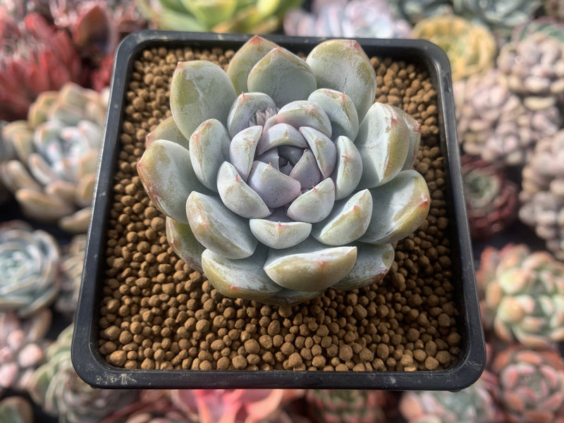 Echeveria 'Snow Bunny' 3" Powdery Succulent Plant