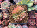 Echeveria Agavoides 'Gilva' Crested 1" Succulent Plant