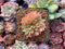 Echeveria Agavoides 'Gilva' Crested 1" Succulent Plant