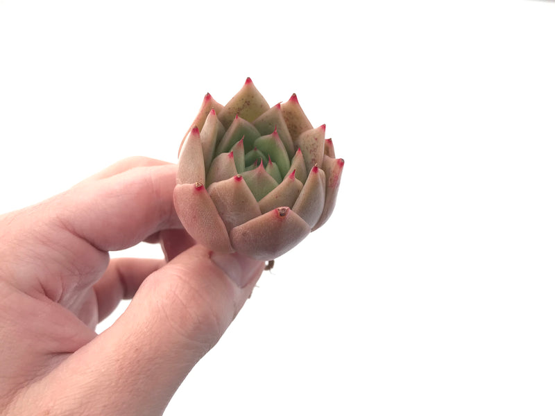 Echeveria Agavoides 'Hongja' New Hybrid 1"-2" Succulent Plant