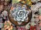 Echeveria 'Cream Sun' 5" Powdery Succulent Plant