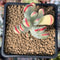 Cotyledon 'Orbiculata' Variegated 2" Succulent Plant