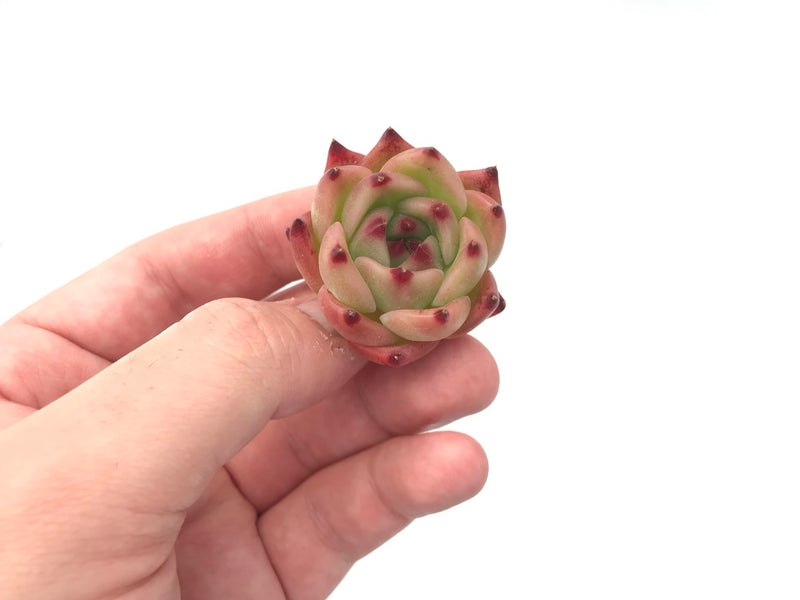 Echeveria sp. Seedling 1" Rare Succulent Plant