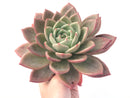 Echeveria Agavoides 'Pink Champagne' 10"+ Extra Large Succulent Plant