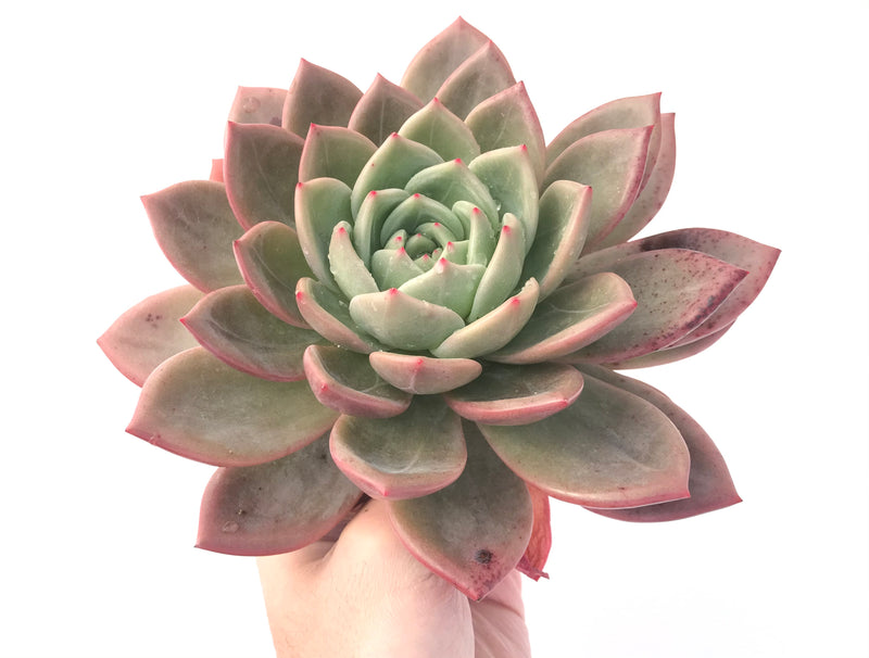 Echeveria Agavoides 'Pink Champagne' 10"+ Extra Large Succulent Plant