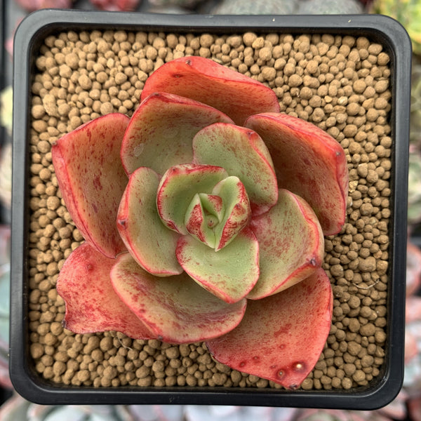 Echeveria 'Nebulus' 3" Succulent Plant