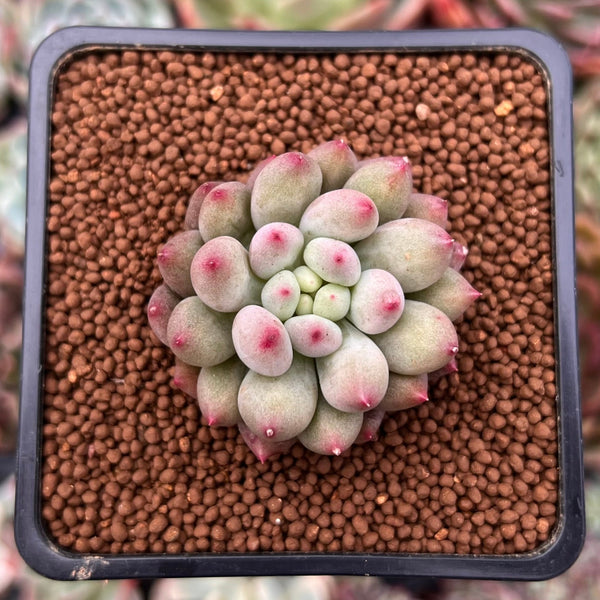 Pachyphytum 'Yeonji' 1" Succulent Plant