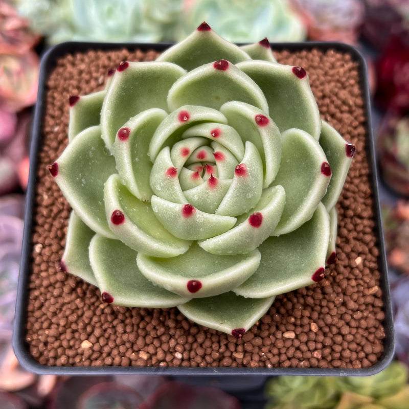 Echeveria Agavoides 'Blue Dragon' 3" Succulent Plant