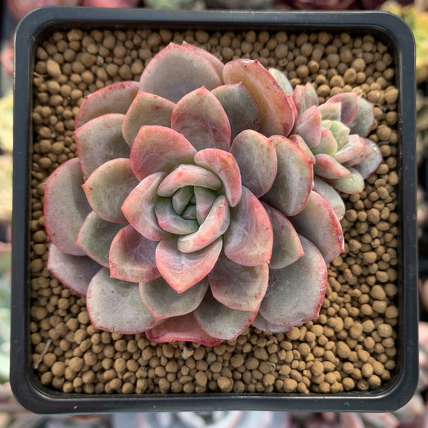 Echeveria 'Soulmint' 3" Succulent Plant