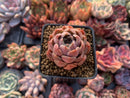 Echeveria 'Mohican' 1"-2" Succulent Plant