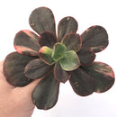 Echeveria 'Primadonna' Variegated 4"-5" Succulent Plant