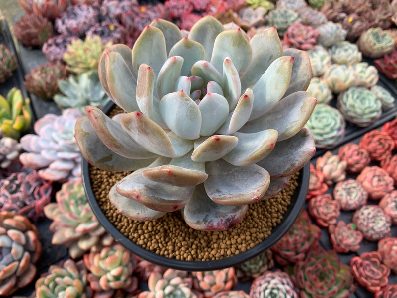 Echeveria 'Orange Monroe' 5"-6" Chunky Succulent Plant