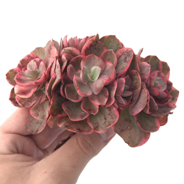 Echeveria 'Suyon' Variegated 5" Succulent Plant