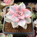 Graptopetalum 'Purple Delight' Variegated 2" Succulent Plant