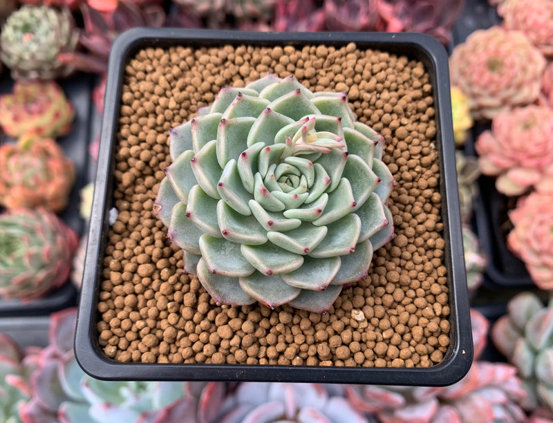 Echeveria 'Chocotop' New Hybrid 2" Succulent Plant