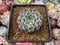 Echeveria 'Jackal' 2" Succulent Plant