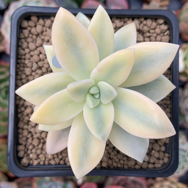 Graptopetalum 'Paraguayensis Awayuki' Highly Variegated 2" Succulent Plant