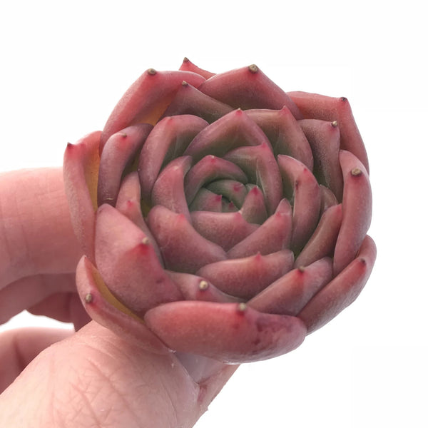 Echeveria ‘Snow Angel’ 1” Rare Succulent Plant