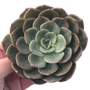 Echeveria 'Mongsili' 4" Succulent Plant