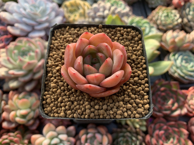 Echeveria 'Pink Roy' 1" New Hybrid Succulent Plant