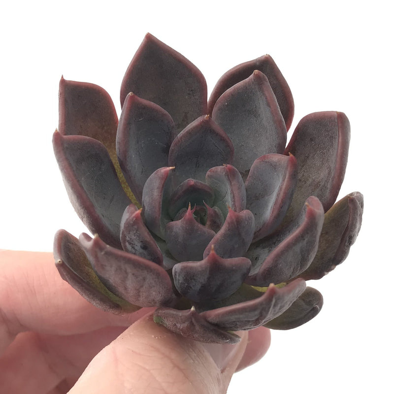 Echeveria Agavoides 'Magic Plot' 2" Rare Succulent Plant