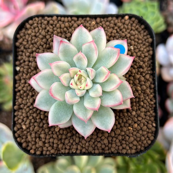 Echeveria 'Mebina' Variegated 1" Succulent Plant