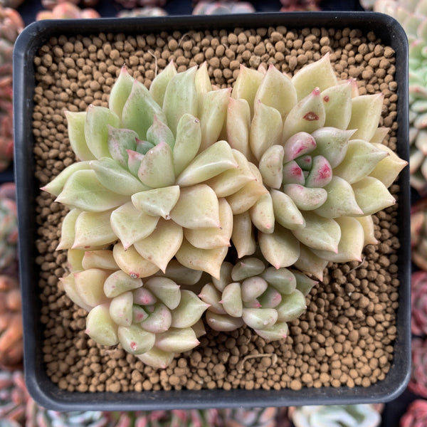 Echeveria Agavoides 'Arge' Cluster 4" Succulent Plant