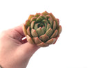 Echeveria Agavoides 'Chimera' 3” Succulent Plant