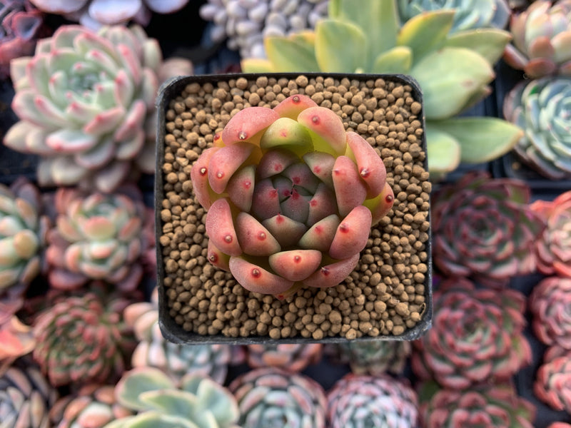 Echeveria Agavoides 'Wax' 2" Succulent Plant