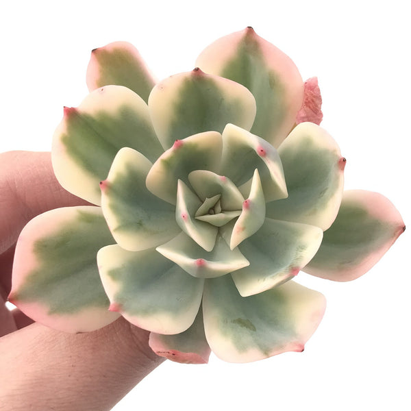 Echeveria 'Secunda' Variegated 4"-5" Succulent Plant