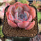 Echeveria 'Morning Glory' 2" New Hybrid Succulent Plant