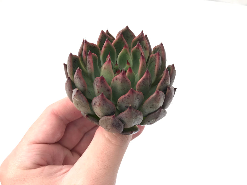 Echeveria Agavoides 'Golden Bear' 2" Succulent Plant