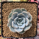 Echeveria 'Snow Bunny' 3" Succulent Plant