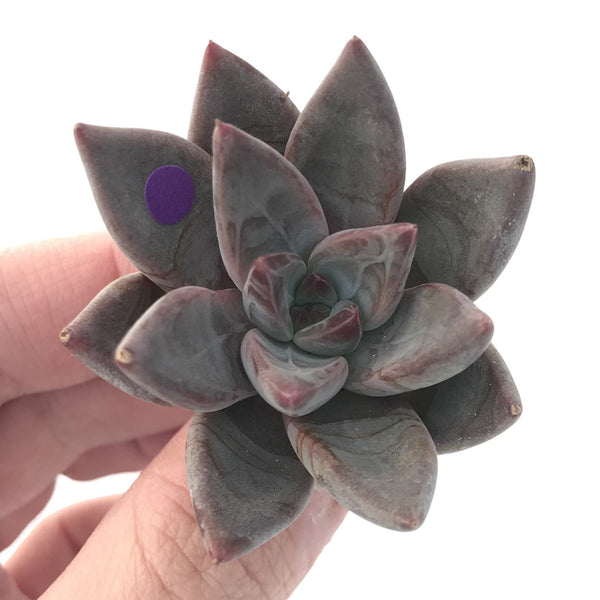 Echeveria Agavoides 'Tremolo' 1" New Hybrid Small Succulent Plant