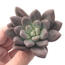 Echeveria 'Valentine' 3" Succulent Plant