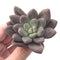 Echeveria 'Valentine' 3" Succulent Plant