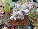 Cotyledon 'Orbiculata' 3"-4" Succulent Plant