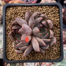 Echeveria Agavoides 'Magic Plot' 2" Succulent Plant