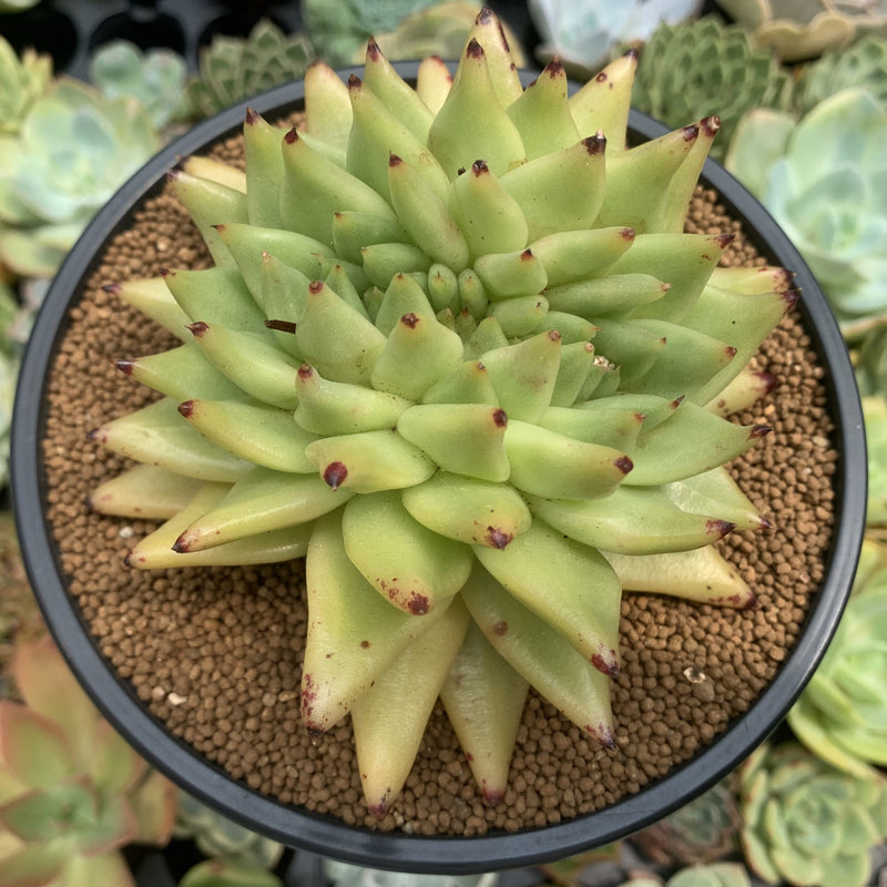 Echeveria Agavoides 'Maria' Crested 5" Large Succulent Plant