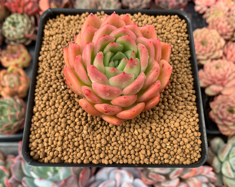 Echeveria Agavoides 'Michelo' 3" Succulent Plant