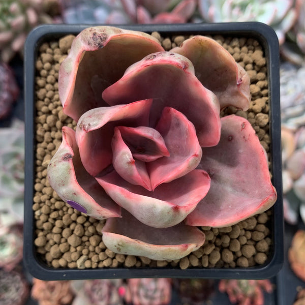 Echeveria 'Golden State' Variegated 2" Succulent Plant