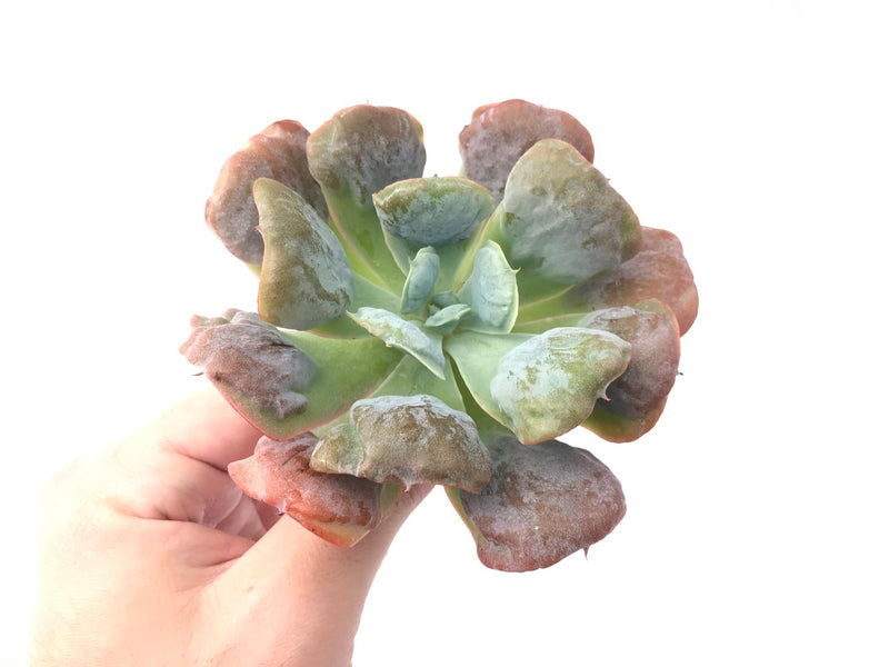 Echeveria 'Hearts Delight' 4" Rare Succulent Plant