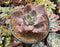 Graptopetalum 'Bainesii' Variegated 5" Very Large Succulent Plant