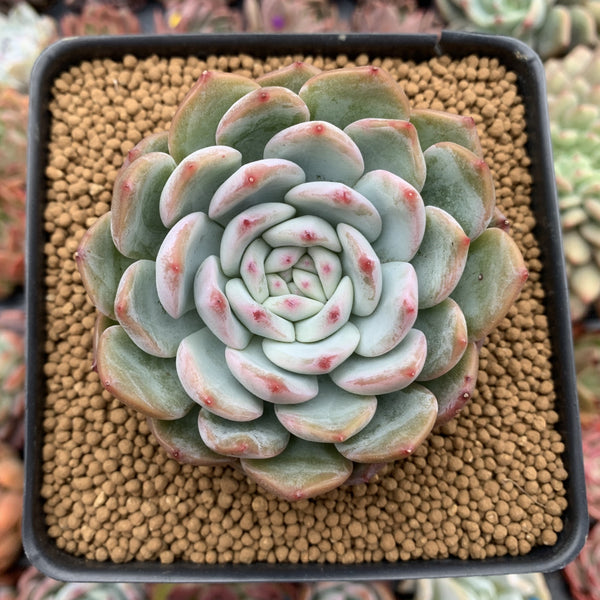 Echeveria 'Laui x Lindsayana' 3" Powdery Succulent Plant