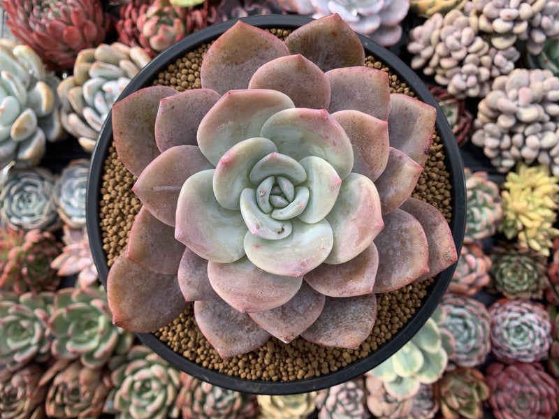 Echeveria 'Bianca' 5” Large Powdery Succulent Plant