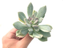 Pachyveria 'Pachyphytoides' Variegated 3" Succulent Plant