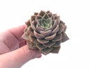 Echeveria Mohikan 3” Rare Succulent Plant