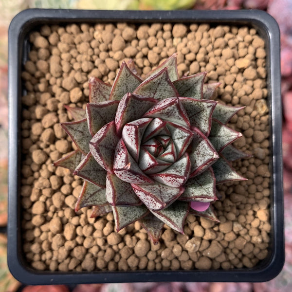 Echeveria 'Purpusorum' White Form 3" Succulent Plant