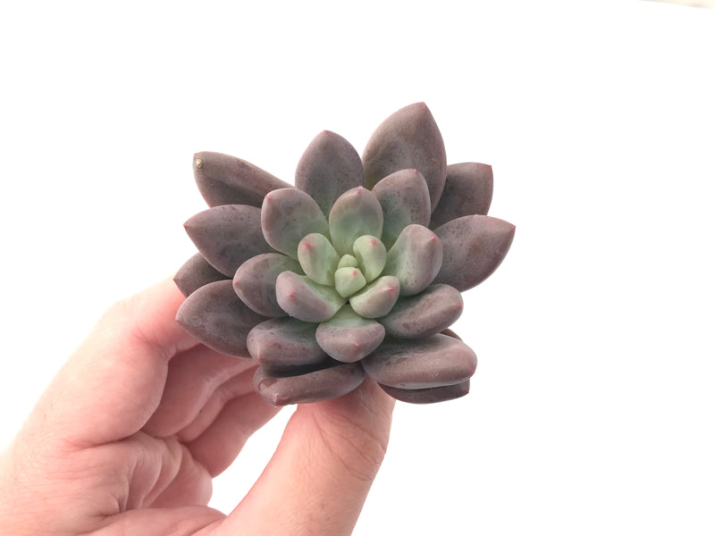 Echeveria 'Valentine' 3" Succulent Plant