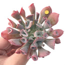 Echeveria 'Trumpet Pinky' 3" Succulent Plant